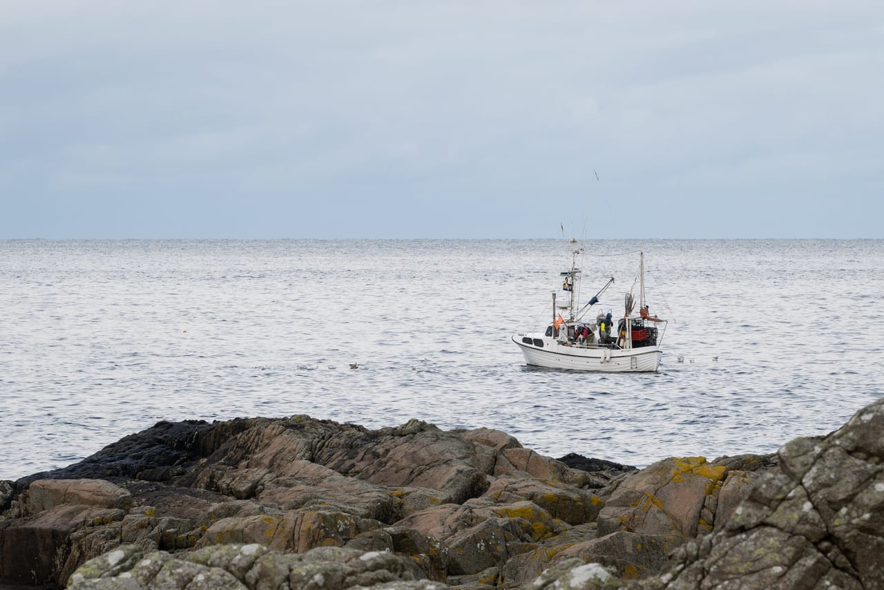 En liten fiskebåt med mannskap på dekk ute på sjøen, sett over bergknauser med gul lav ved Håle.