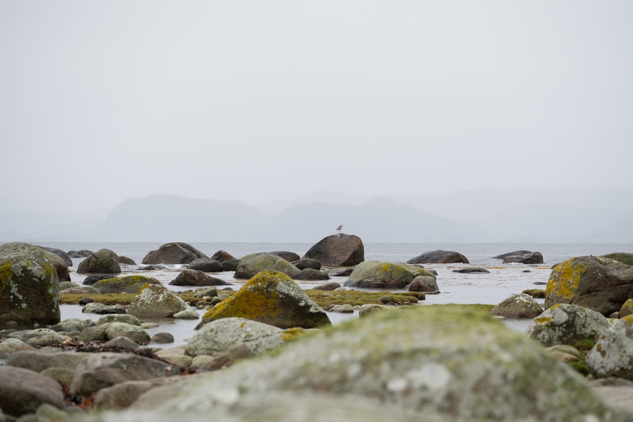 Store steiner med gul og grønn lav i fjæra langs kyststien, i tett regndis, med en gråhegre på en stein og fjell som grå silhuetter bak.