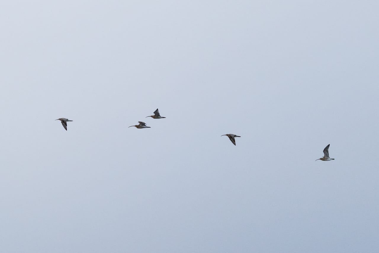 Fem storspover med lange, nedbøyde nebb i flukt ved Lista fyr, mot en grå himmel.
