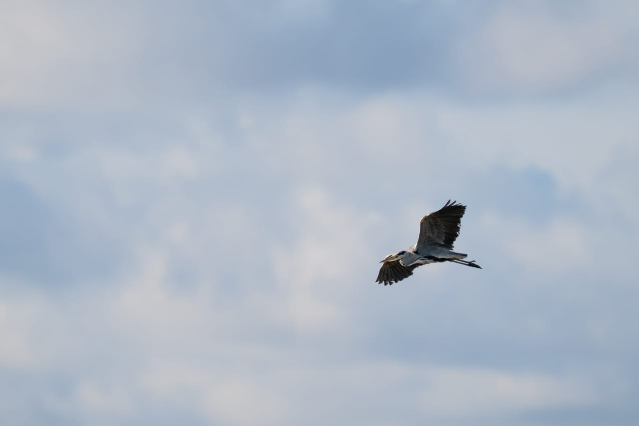 Gråhegre i flukt over våtmarka ved Lista flyplass, med vingene løftet mot en lyseblå himmel med tynne, hvite skyer.