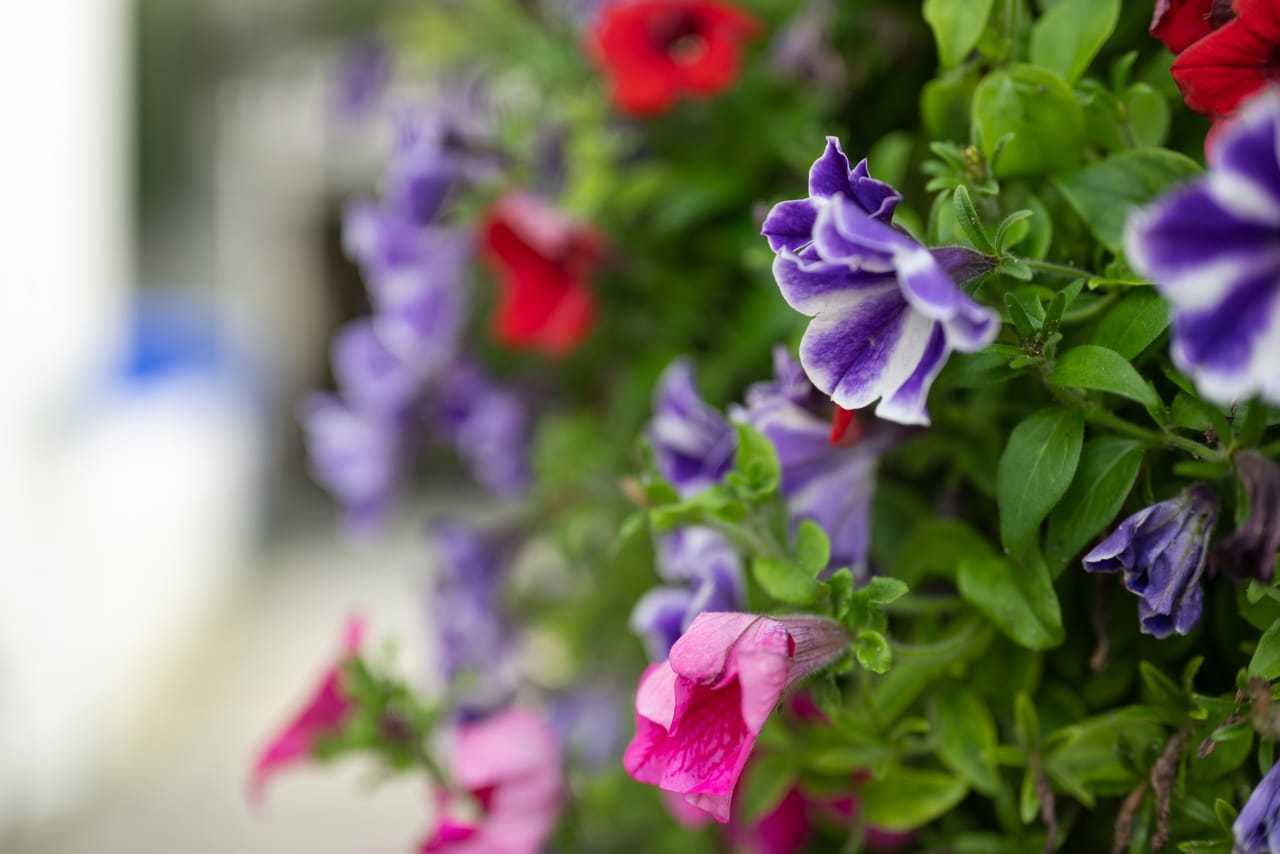 Petunia i rødt, lilla og rosa i en blomsterkasse i Mandal sentrum.