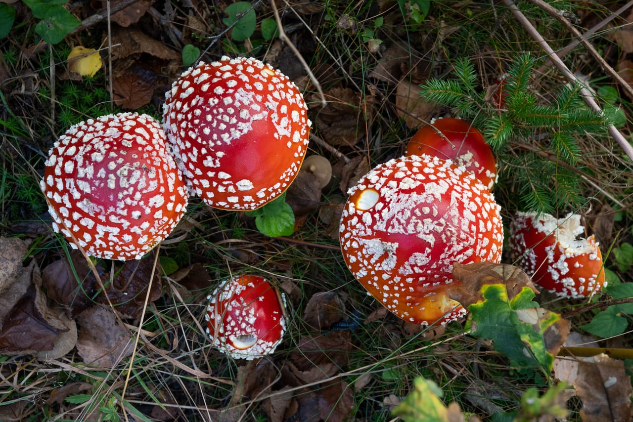 Røde fluesopper med hvite prikker i gresset på skogbunnen.