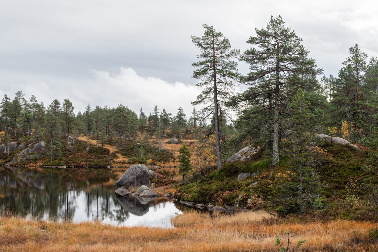 Lite tjern med en stor stein og speilbilde av høye furutrær, omgitt av gyllent høstgras og furuskog under grå skyer.