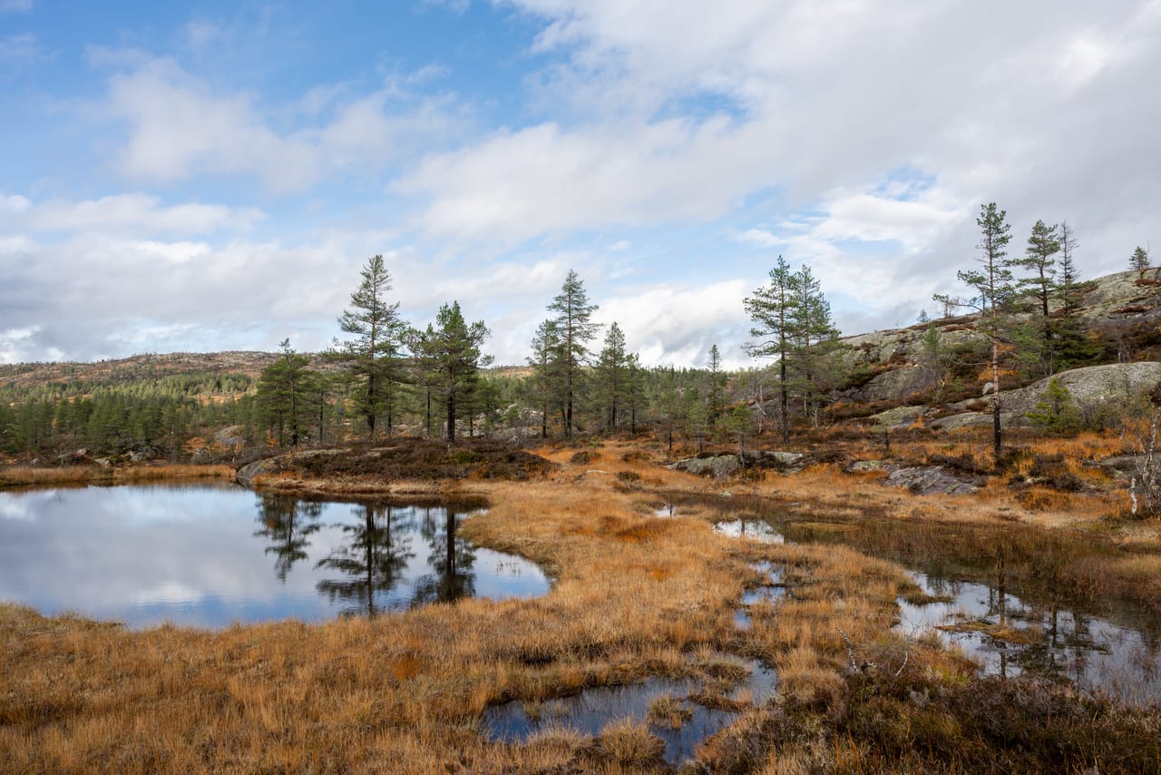 Myr med små vannspeil og gyllent gras, spredte furutrær og blå himmel med hvite skyer.