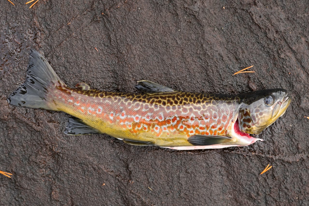 Brunørret med mørke og røde prikker og gyllen buk, lagt på et vått, mørkt svaberg med furunåler.