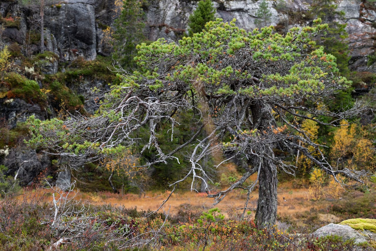 Gammel, krokete furu med grå, døde greiner foran en bergvegg, med høstfarget lyng og gul bjørk rundt.