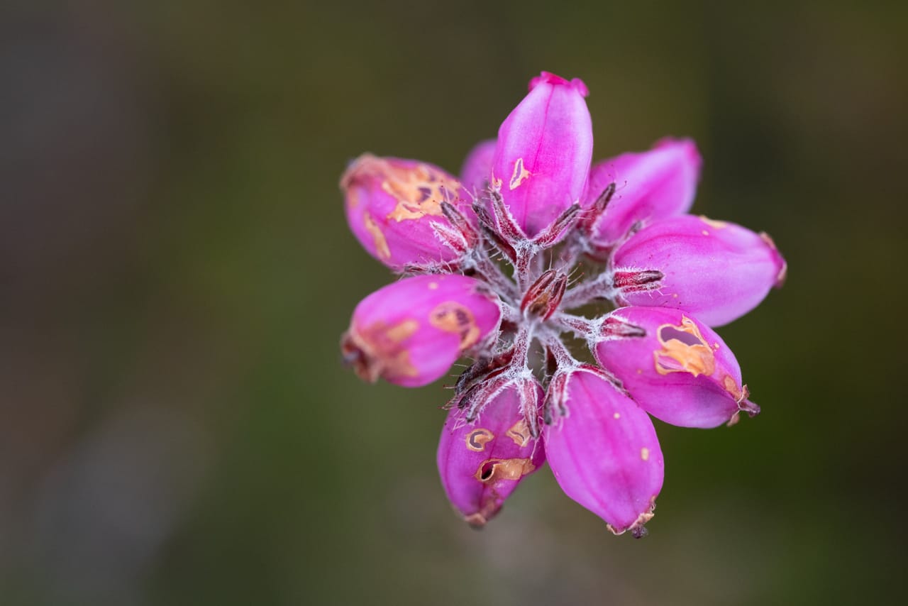 Klokkelyng sett ovenfra, med en krans av rosa, klokkeformede blomster mot en mørk, uskarp bakgrunn.