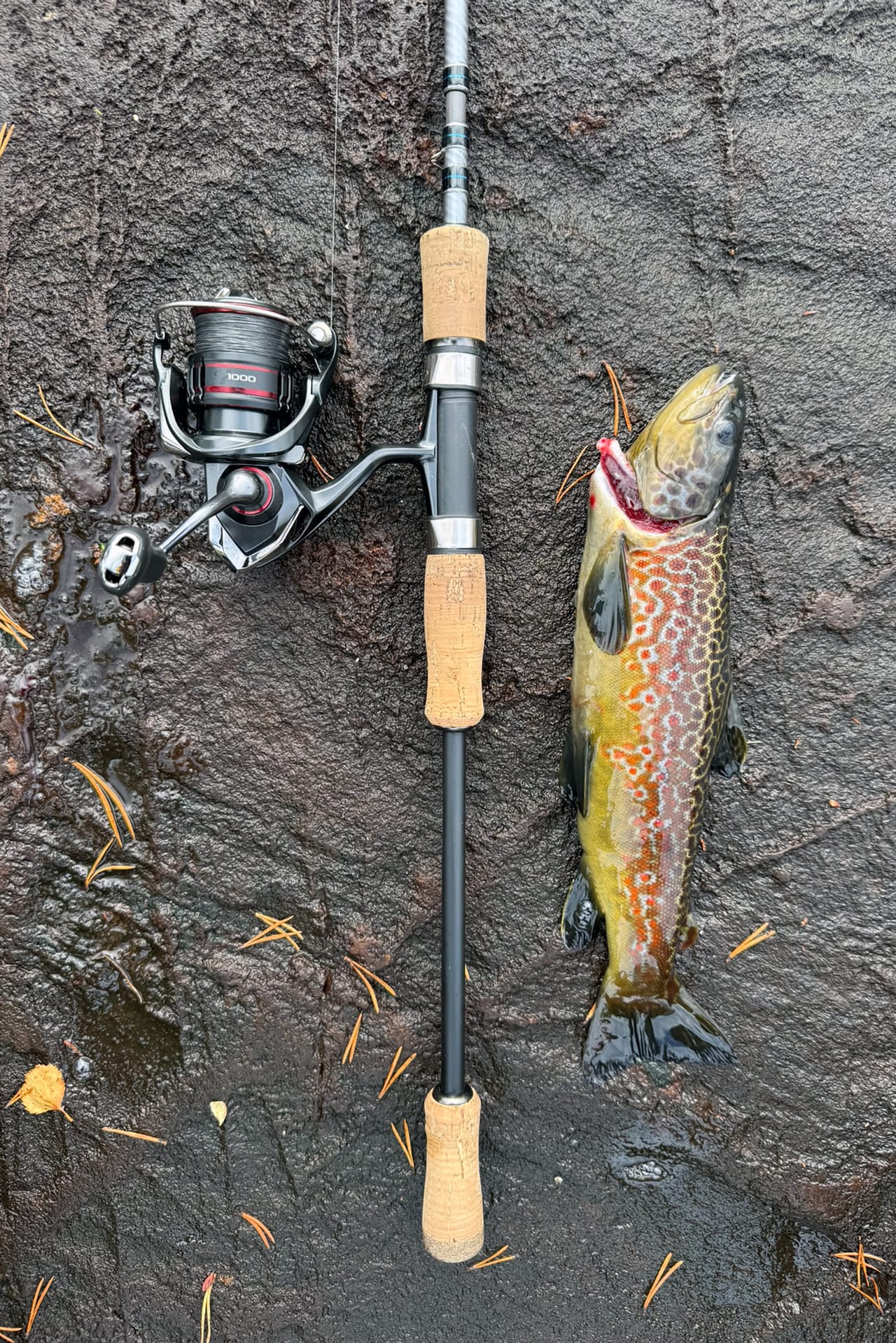 Den samme brunørreten ved siden av en lett spinnstang med snelle, på det våte svaberget med furunåler.