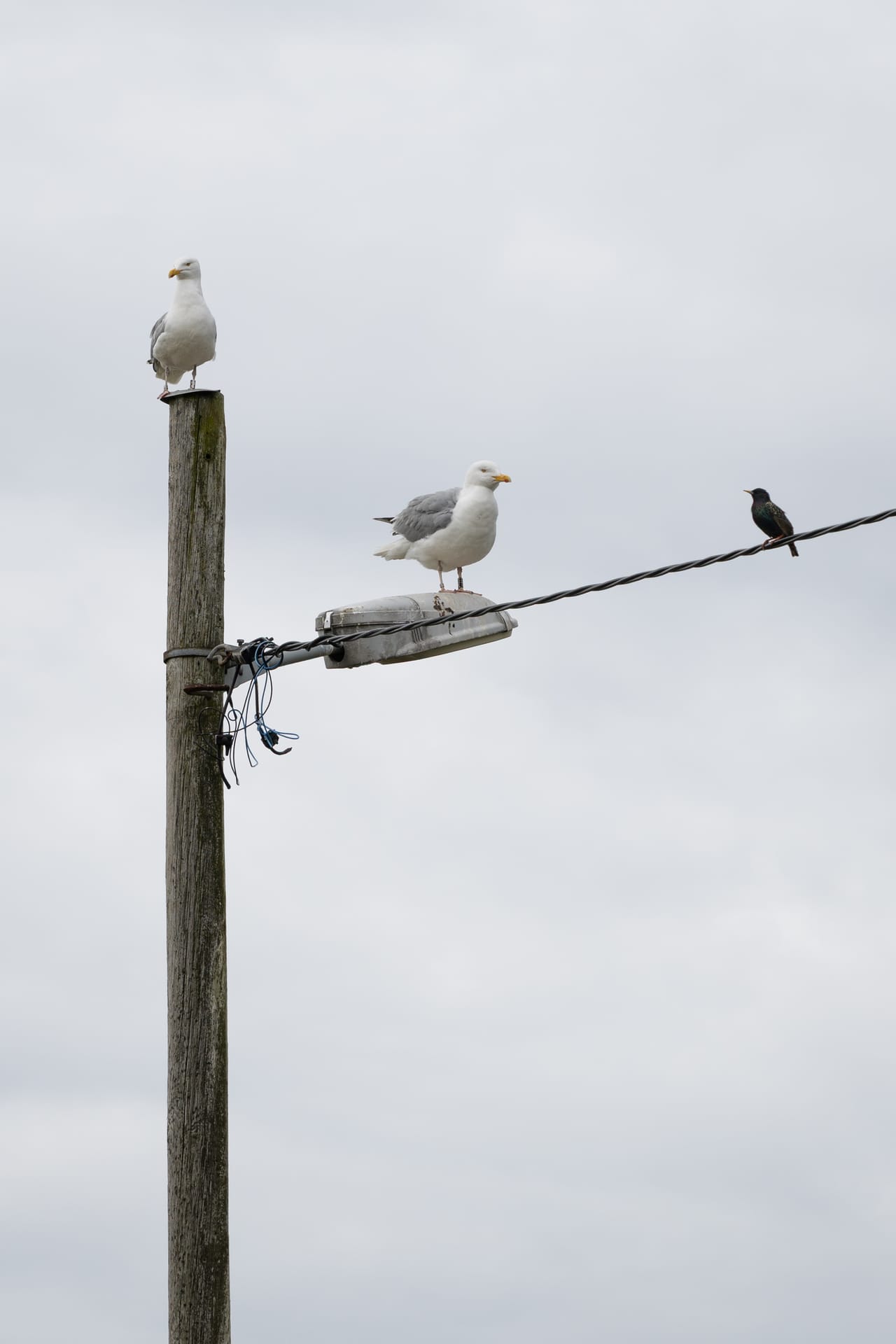 To måker sitter på en trestolpe og en gatelykt, mens en stær hviler på ledningen ved siden av, mot grå himmel på Lista.