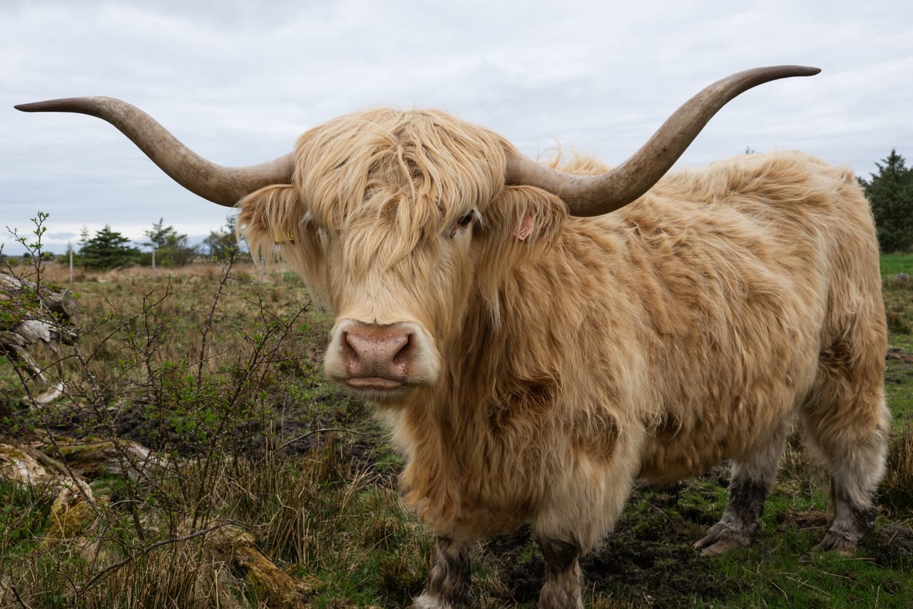 Et høylandsfe med lange horn og tykk, lys pels står på beite på Lista og ser rett i kameraet.