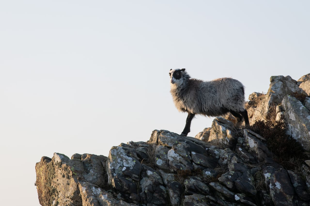 En grå sau med svart tegning i ansiktet står på toppen av en lavdekt fjellknaus ved Einarsneset på Lista, mot blek himmel.